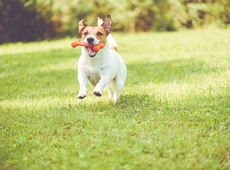 honden